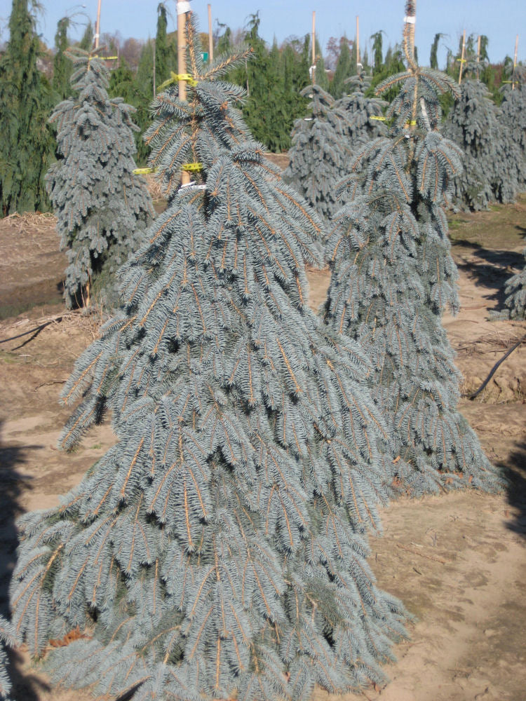 picea p g pendula d.jpg