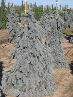 picea p g pendula d.jpg