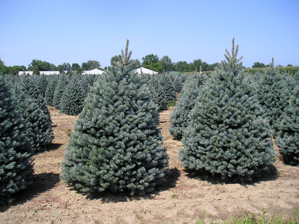 picea p gl fat albert.JPG