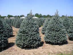 picea p gl fat albert.JPG