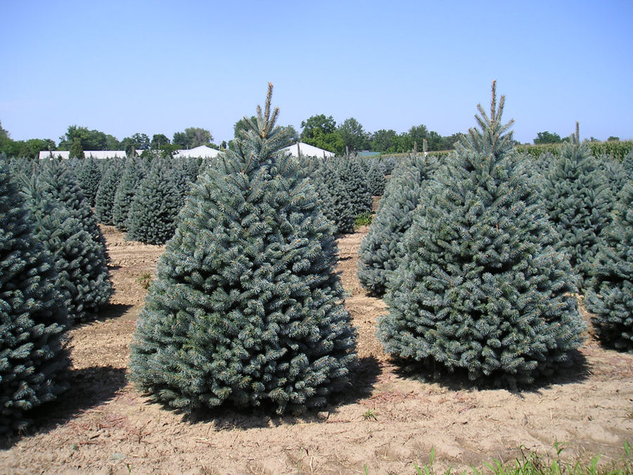 picea p gl fat albert.JPG