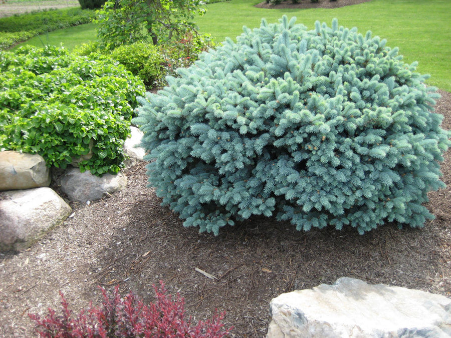 picea p gl globosa landscape b.jpg