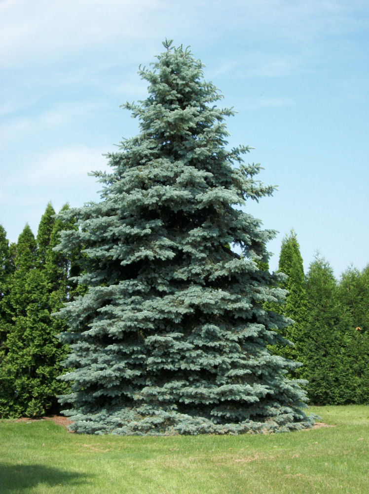 picea pungens glauca.jpg