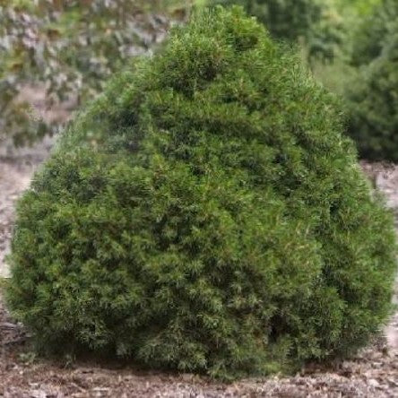 picea tompa2.jpg