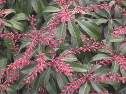 pieris dorthy wycoff 11-6-09 451.jpg
