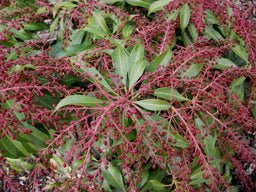 pieris katsura.jpg