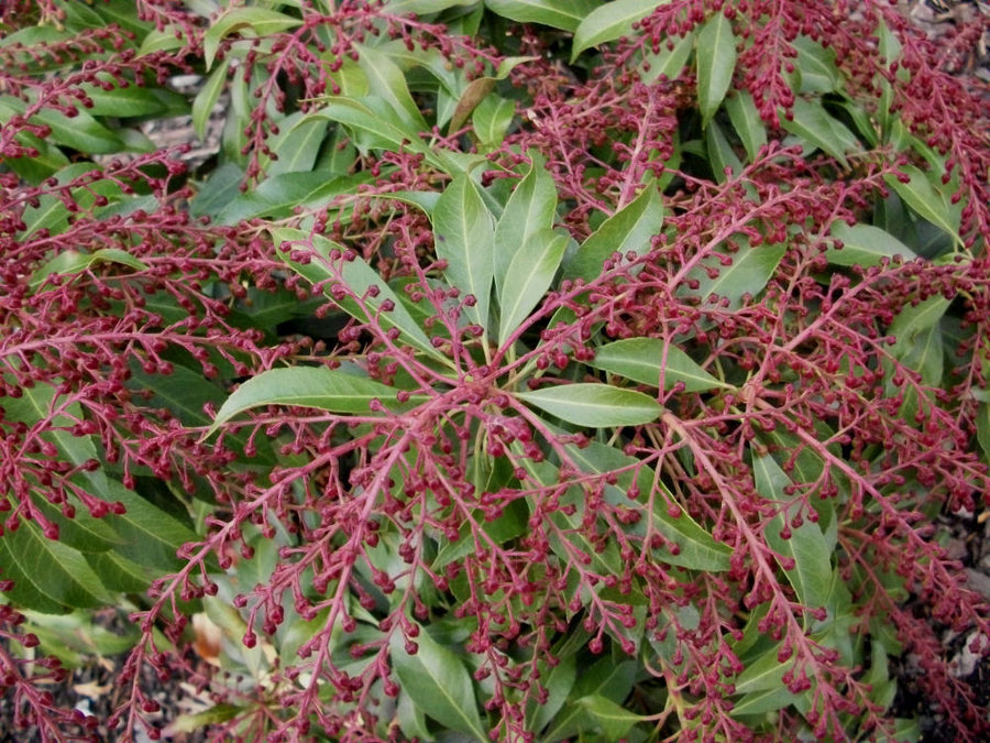 pieris katsura.jpg