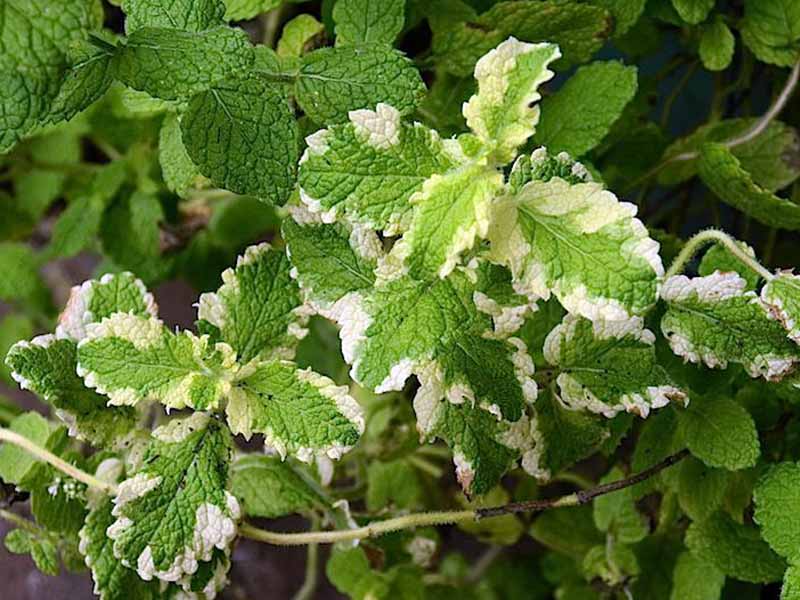 pineapple_mint[1].jpg
