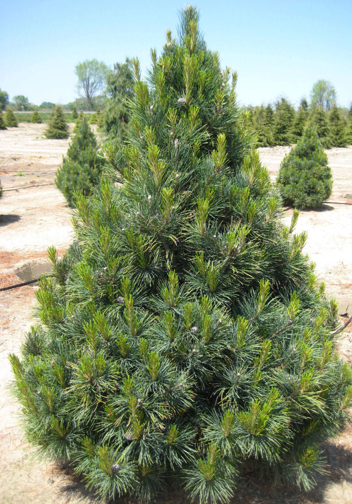 pinus cembra.jpg