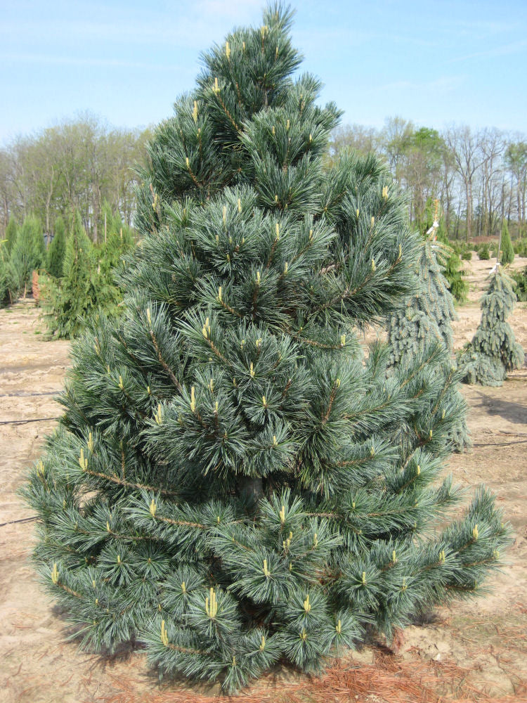 pinus flexis vanderwolf field.jpg