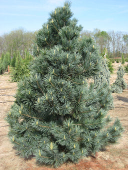 pinus flexis vanderwolf field.jpg