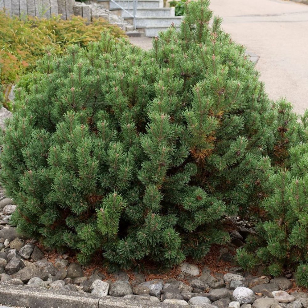 pinus_mugo_pumilio_.jpg