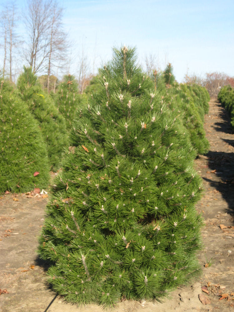 pinus nigra f 11-6-09 042.jpg