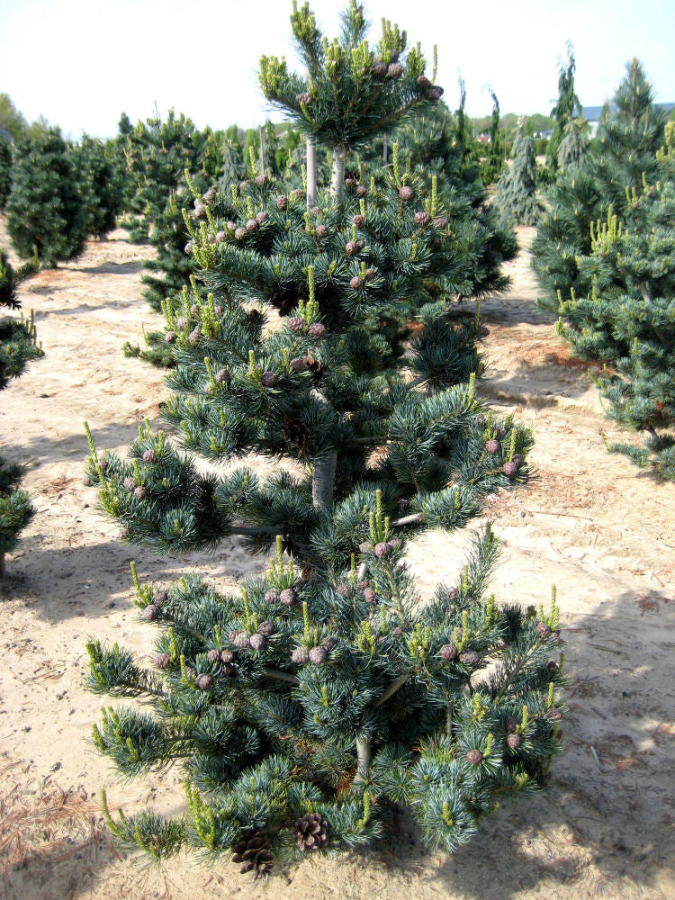 pinus parv glauca field.jpg