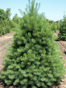 pinus strobus.jpg