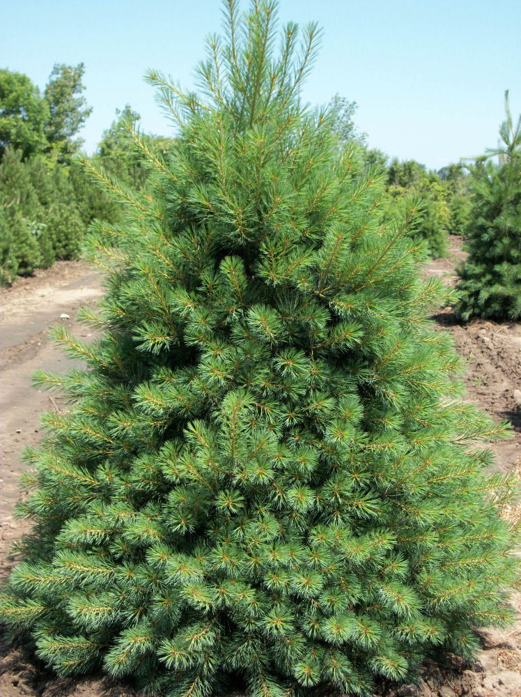 pinus strobus.jpg