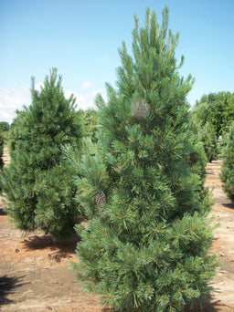 pinus strobus fastigiata.jpg