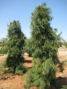 pinus strobus pendula field.jpg