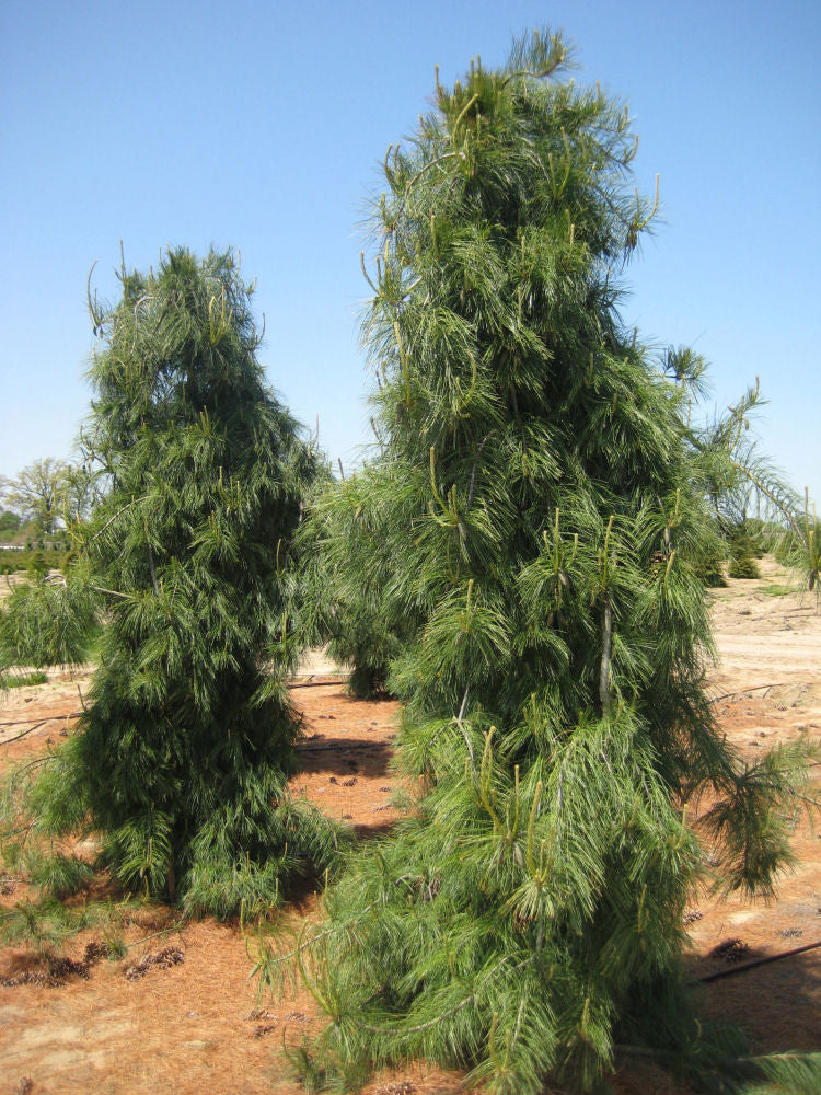 pinus strobus pendula field.jpg