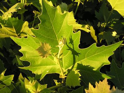 platanus_exclamation[1].jpg