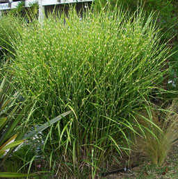 porcupinegrass.jpg
