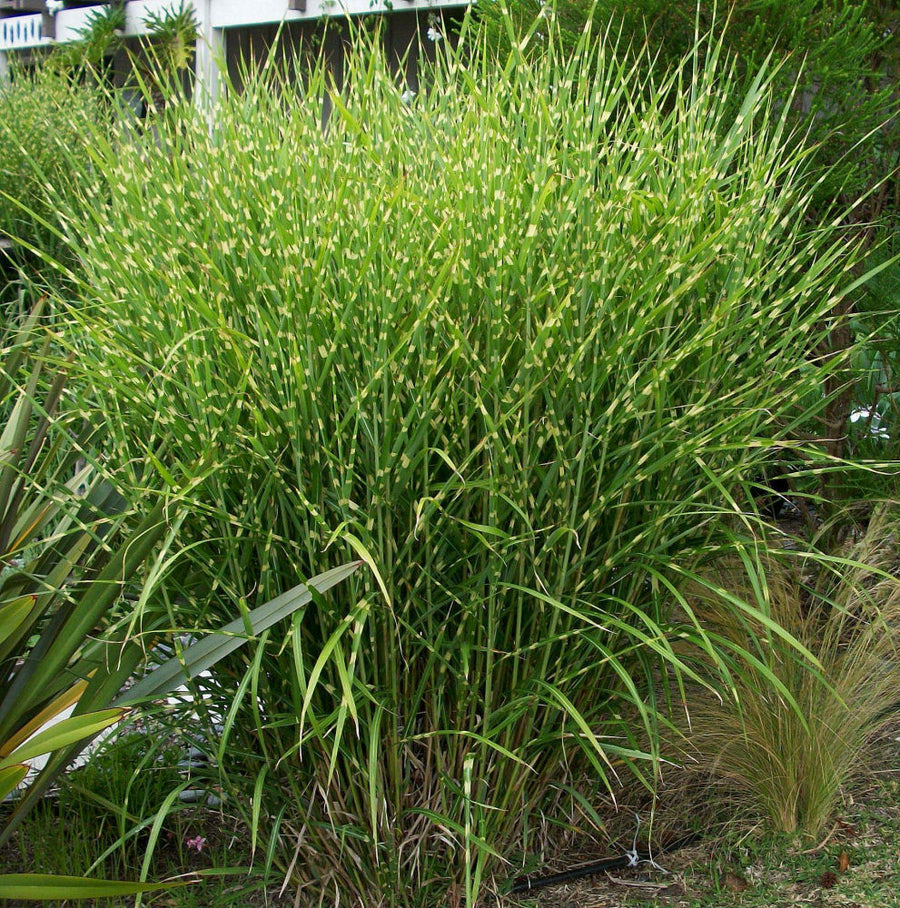 porcupinegrass.jpg