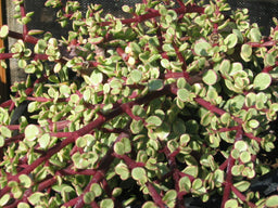 portulacaria_red_stem[1].jpg