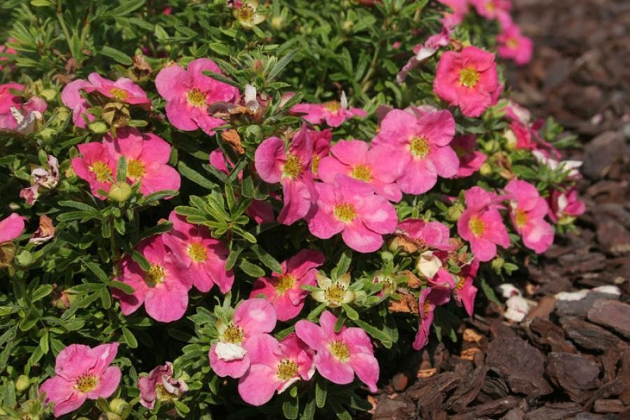 potentilla_bella_bellissima.jpg