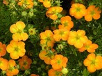 potentilla_bella_sol.jpg