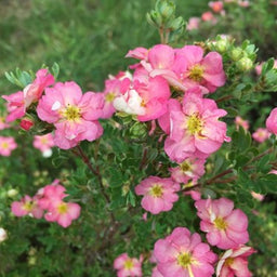 potentilla happy face hearts.jpg