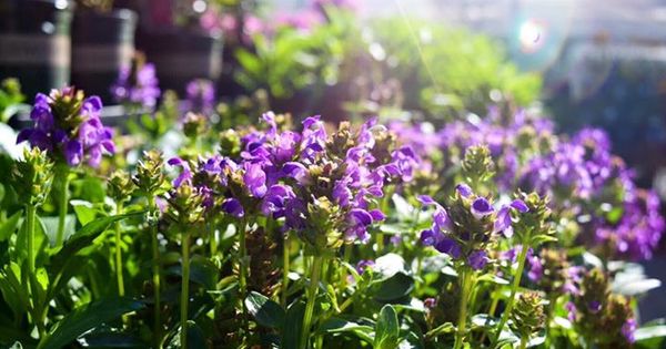 prunella_lacy_blue[1].jpg