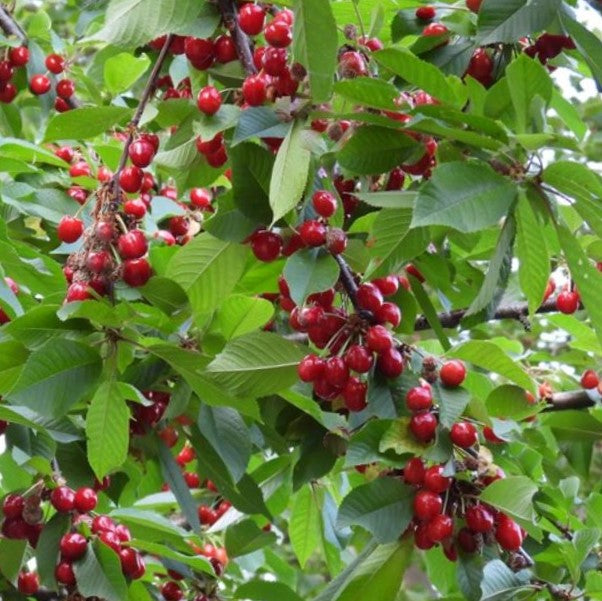 prunus-avium_lapins.jpg