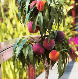 prunus-bonanza_peach.jpg