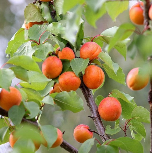 prunus-early_golden.jpg