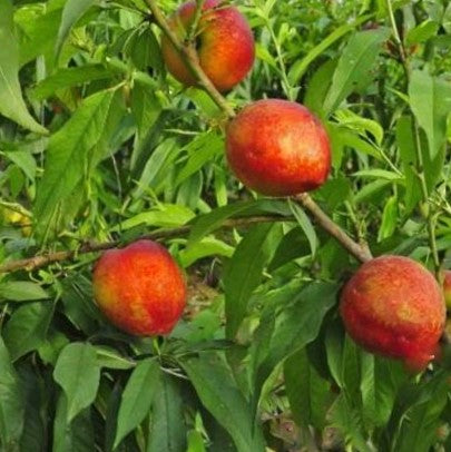 prunus-hardired-nectarine.jpg