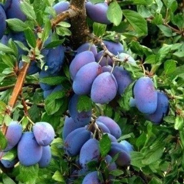 prunus-italian.jpg