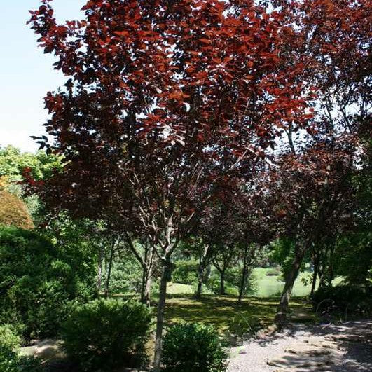 prunus-krauter_vesuvius.jpg