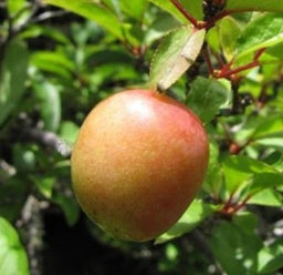 prunus-methley_plum.jpg