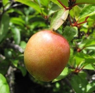 prunus-methley_plum.jpg