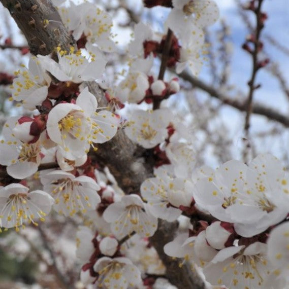 prunus-moongold.jpg