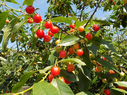 prunus-north_star.jfif