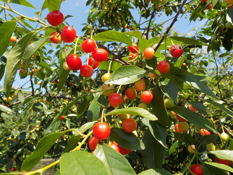 prunus-north_star.jfif