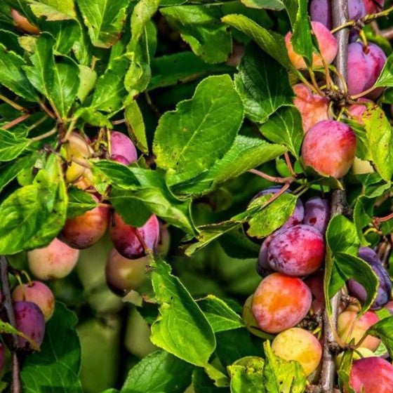 prunus-santa-rosa.jpg