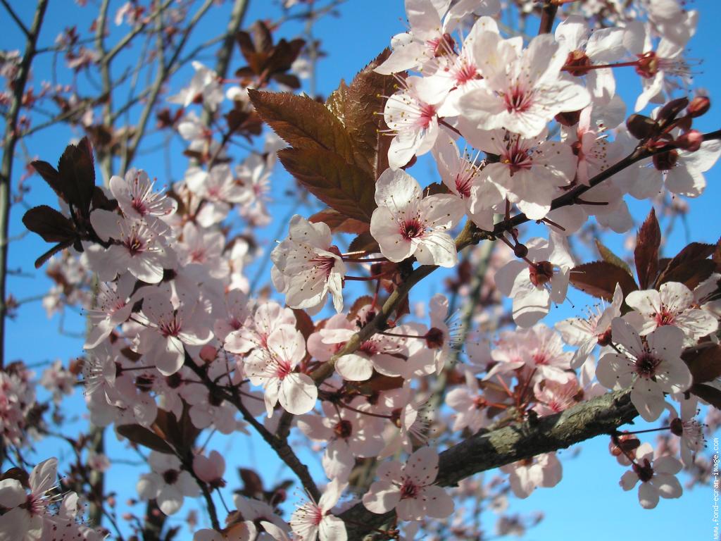 prunus-sargentii.jpg