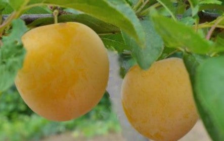 prunus-shiro-japanese.jpg