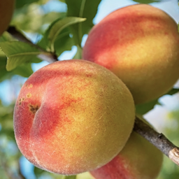 prunus_belle_of_georgia_peach_.jpg
