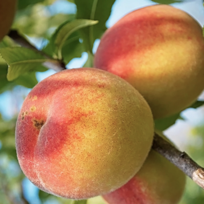 prunus_belle_of_georgia_peach_.jpg