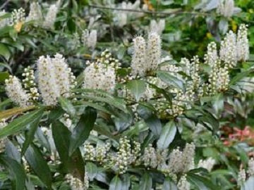 prunus_chestnut_hill[1].jpg