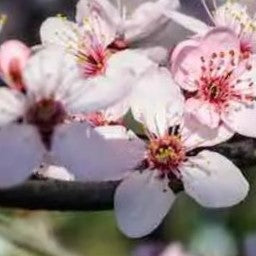 prunus chinese2.jpg