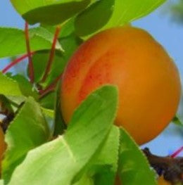 prunus goldbar2.jpg